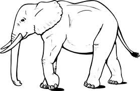 Elephant 2